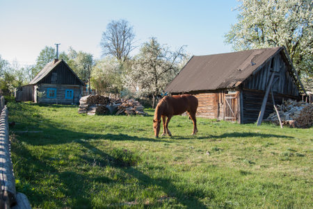 Horse in the yard of a rural wooden old house in spring.の写真素材