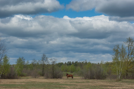 Lonely horse in the field on the background of the forest.の写真素材