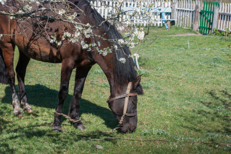 Horse in the yard of a rural wooden old house in spring.の写真素材