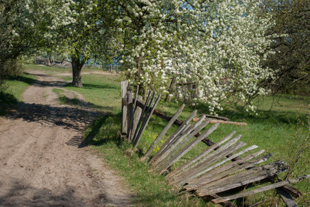 A fallen wooden fence near the road under a flowering tree.の写真素材