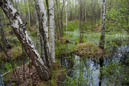 Spring swamp in a birch forest with bright grass and bumps in the water.の写真素材