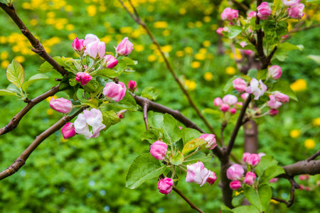 The apple tree is blooming. Spring gently pink flowers of an apple-tree.の写真素材