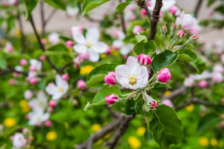 The apple tree is blooming. Spring gently pink flowers of an apple-tree.の写真素材
