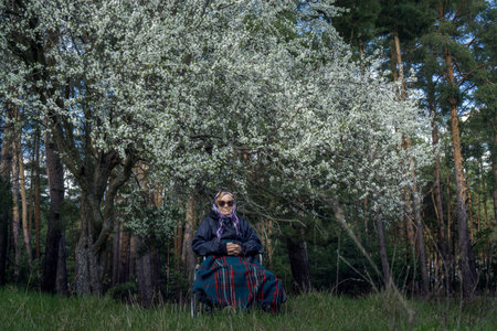 A lonely elderly woman in a stroller, wrapped in a warm blanket, under a spring flowering tree.の写真素材