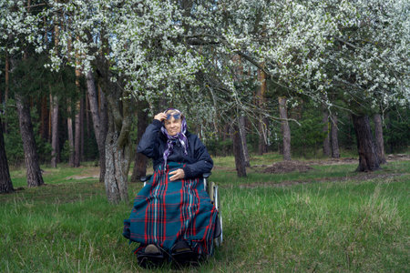A lonely elderly woman in a stroller, wrapped in a warm blanket, under a spring flowering tree.の写真素材