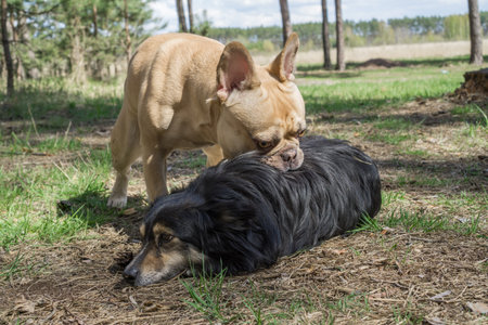 Mongrel dog and french bulldog in the park.の写真素材