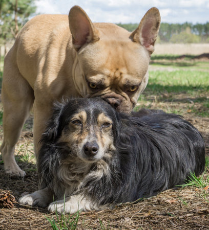 Mongrel dog and french bulldog in the park.の写真素材