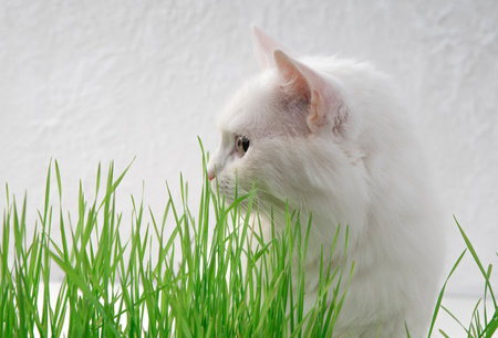 White cat in green grass. Young grass sprouts as a source of vitamins.の写真素材