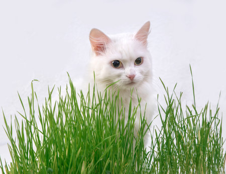 White cat in green grass. Young grass sprouts as a source of vitamins.の写真素材