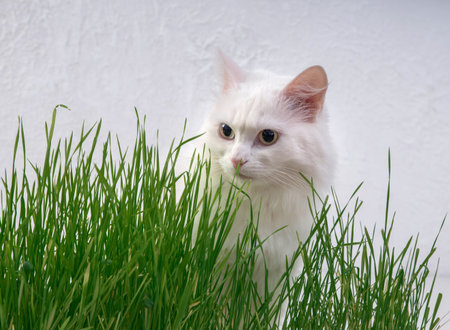 White cat in green grass. Young grass sprouts as a source of vitamins.の写真素材
