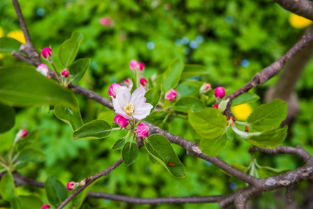 The apple tree is blooming. Spring gently pink flowers of an apple-tree.の写真素材
