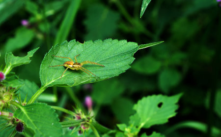 A forest spider sits on a nettle leaf.の写真素材