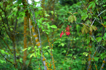 Lonely red leaves of wild grapes in forest thickets.の写真素材