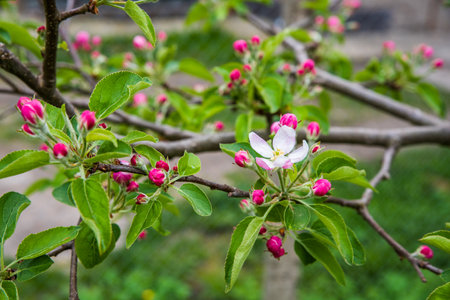 The apple tree is blooming. Spring gently pink flowers of an apple-tree.の写真素材