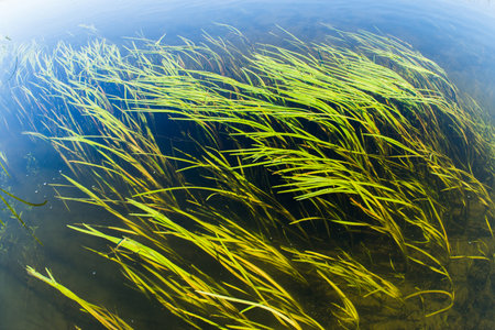 Algae in a pond underwater.の写真素材
