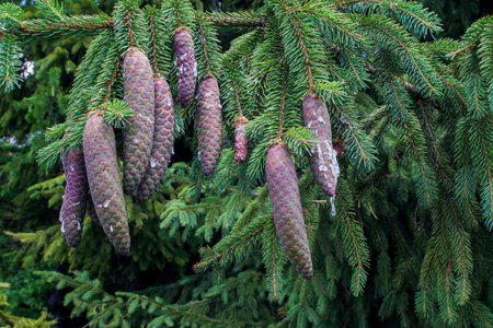 Fir cones on the branches.の写真素材