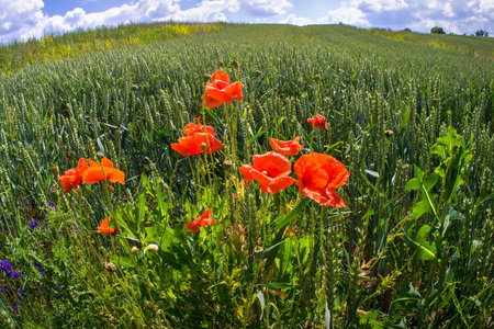 Red poppies among unripe green ears of wheat.の写真素材