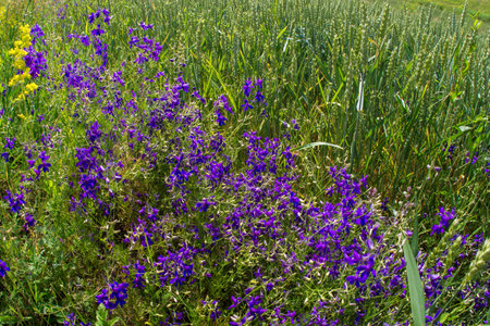 Delphinium, field consolida is a herbaceous annual plant, a weed that grows among ears of immature green wheat.の写真素材