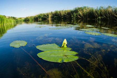 Leaves and fruit of a water lily on the surface of the water.の写真素材