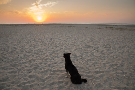 Silhouette of a dog on the sand of the sea beach at sunrise.の写真素材