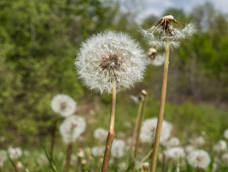 Fluffy dandelions in a meadow among green grass.の写真素材