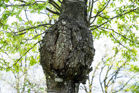 Textured outgrowth on a tree trunk.の写真素材
