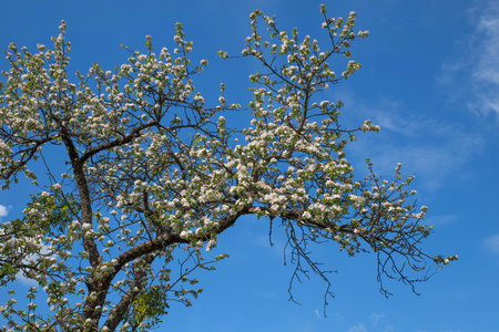 Blossoming apple tree against the blue sky.の写真素材