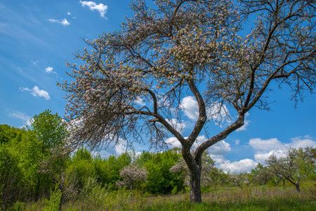 Blossoming apple tree against the blue sky.の写真素材
