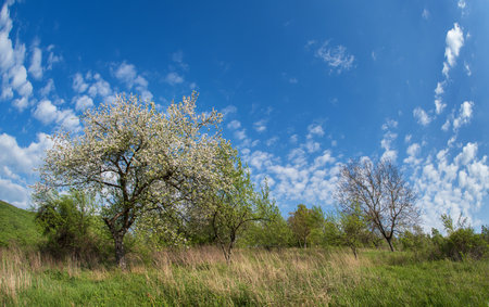 Blossoming apple tree against the blue sky.の写真素材