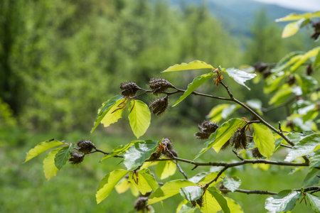 Last year's withered beech nuts among the foliage of a tree.の写真素材