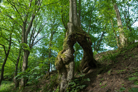 A bizarre tree trunk in the forest.の写真素材