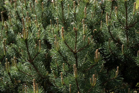 Spring flowering pine. Texture. Background.の写真素材