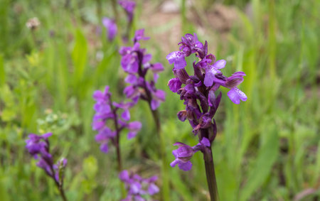 Blooming orchis in the meadow.の写真素材