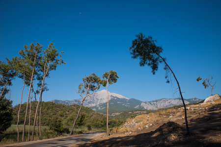 Pine trees against the backdrop of Mount Olympos. Tahtali. Kemer. Turkiye.の写真素材