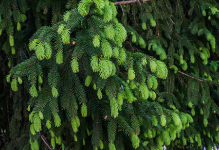 Young shoots with light green needles on a spruce branch.の写真素材