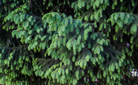 Young shoots with light green needles on a spruce branch.の写真素材