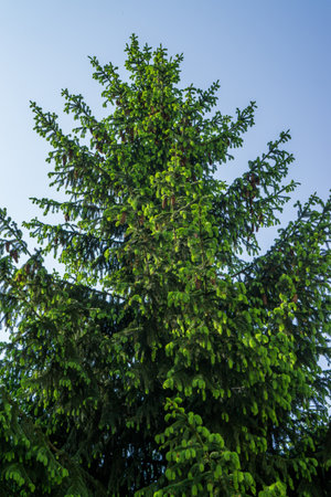 Spruce tree with young light green shoots against the sky.の写真素材