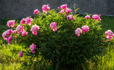 A bush of pink peonies in the backlight.の写真素材