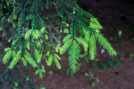 Young shoots on a spruce branch on a blurred background.