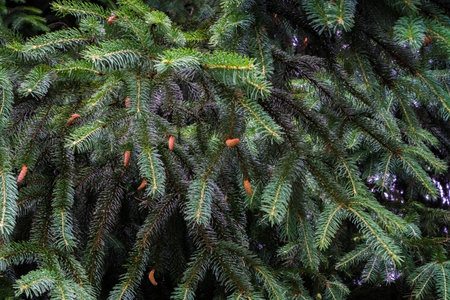 Flowering of a coniferous spruce tree with the formation of buds.の写真素材