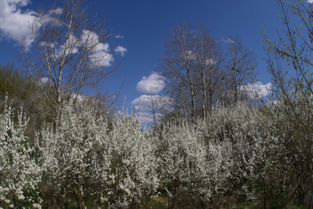 Branches with white flowers of blooming spring thorns. Selective focus.の写真素材