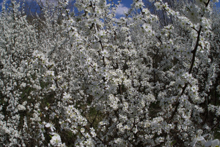Branches with white flowers of blooming spring thorns. Selective focus.の写真素材