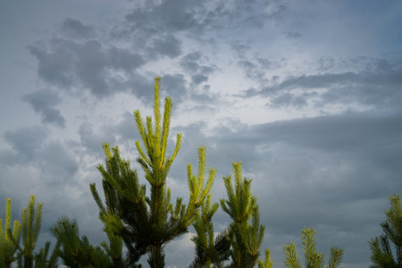 Evening sunlit tops of pine treesの写真素材