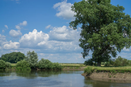 Summer landscape with a river and a single tree.