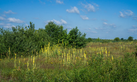 Glade with yellow mullein flowers in a summer landscape.の写真素材