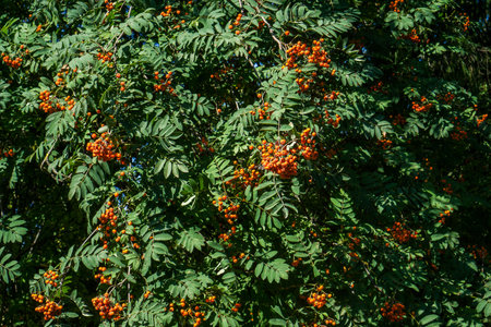 Clusters of ripe rowan on a branch. Selective focus.の写真素材