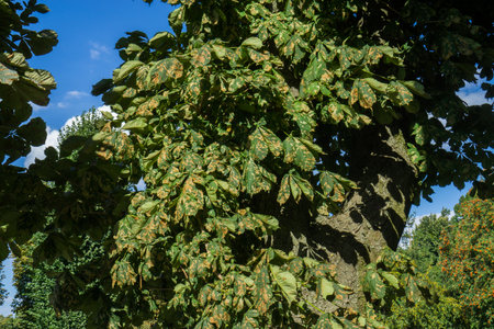 Green chestnut leaves with rusty spots. Diseased horse chestnut leaves.の写真素材