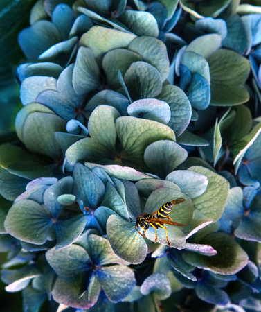 Close-up of wasp insect on blue hydrangea flowers.