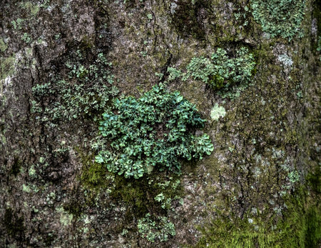 Lichen and moss on a tree trunk.の写真素材