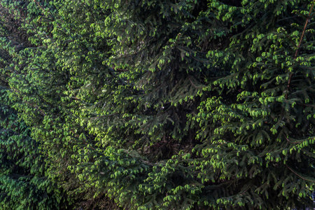 Young shoots with light green needles on a spruce branch.の写真素材